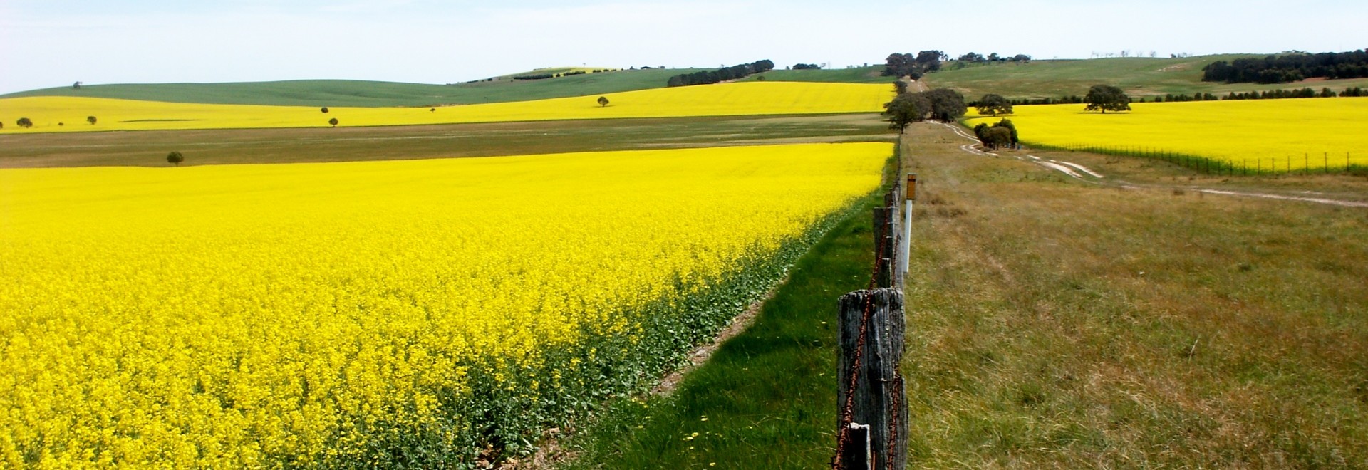 Canola Field Victoria